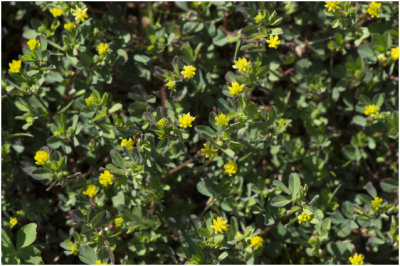 kleine Klaver - Trifolium dubium