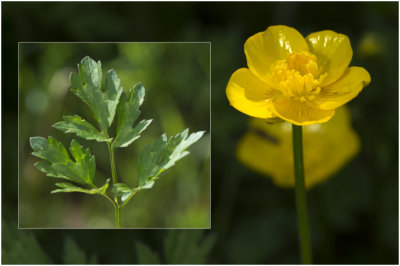 kruipende Boterbloem - Ranunculus repens