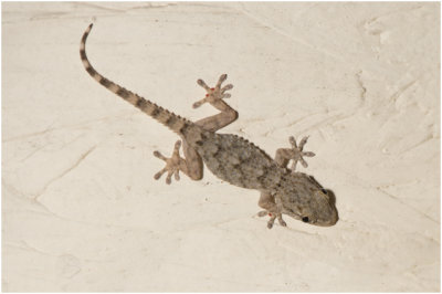 Muurgekko - Tarentola mauritanica