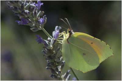 Cleopatra - Gonopteryx cleopatra