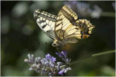Koninginnepage - Papilio machaon