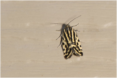 Panteruiltje - Emmelia trabealis
