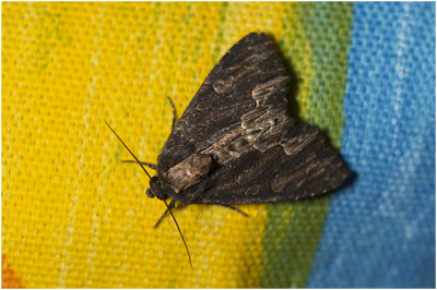 Vogelwiekje - Dypterygia scabriuscula
