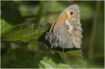 Hooibeestje - Coenonympha pamphilus