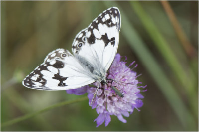 Dambordje - Melanargia galathea