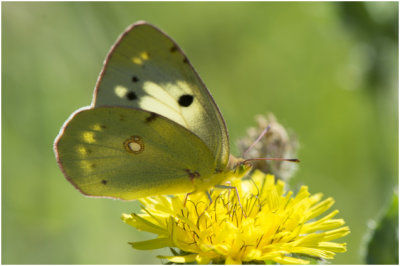 oranje Luzernevlinder - Colias crocea