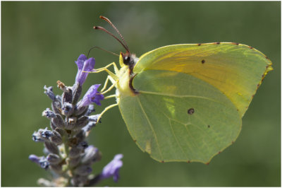 Cleopatra - Gonepteryx cleopatra