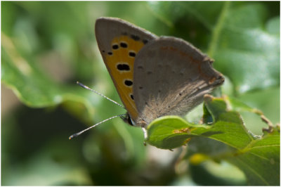 Kleine Vuurvlinder - Lycaena phlaeas