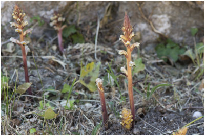 Bremraap - Orobanche spec.