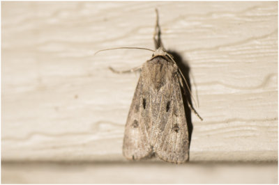 gewone Worteluil - Agrotis exclamationis