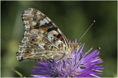 Distelvlinder - Vanessa cardui