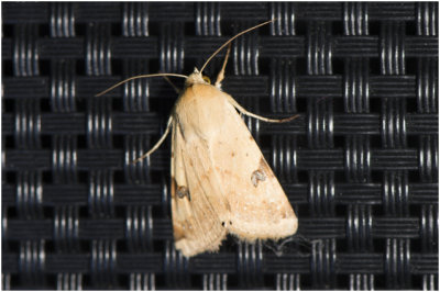 Vlekdaguil – Heliothis peltigera