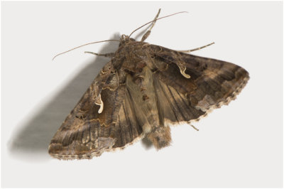 Gamma uil - Autographa gamma
