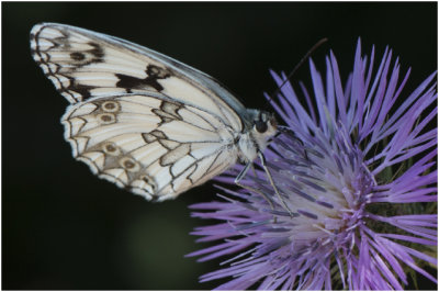 Dambordje - Melanargia galathea