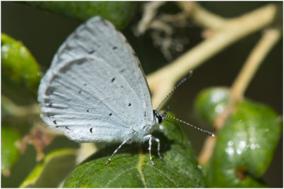 Boomblauwtje - Celastrina argiolus