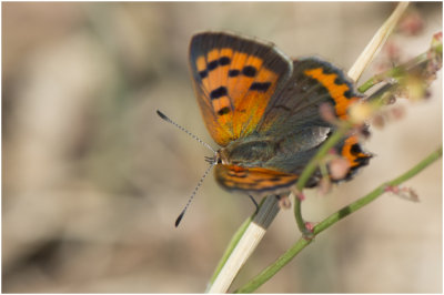 kleine Vuurvlinder - Lycaena phlaeas