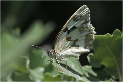 Dambordje - Melanargia galathea