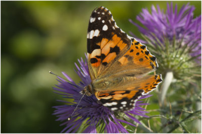 Distelvlinder - Vanessa cardui