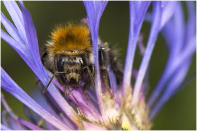 Akkerhommel - Bombus pascuorum