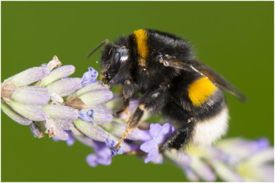 Aardhommel - Bombus terrestris