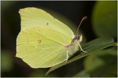 Citroenvlinder - Gonepteryx rhamni