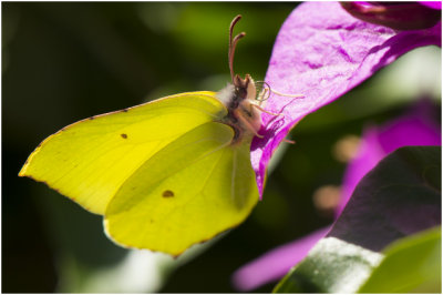 Citroenvlinder - Gonepteryx rhamni