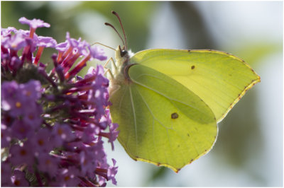 Citroenvlinder - Gonepteryx rhamni