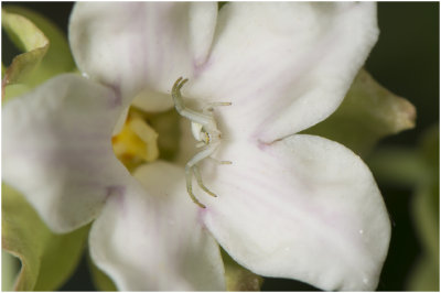 gewone Kameleonspin - Misumena vatia