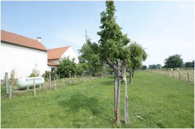 De oude Perenboom staat er nog steeds....