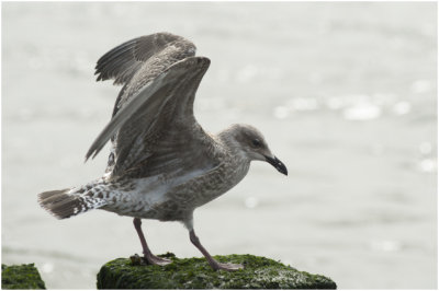 Zilvermeeuw - Larus argentatus