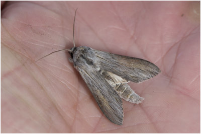 grauwe Monnik - Cucullia umbratica