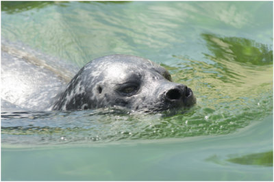 gewone Zeehond  - Phoca vitulina