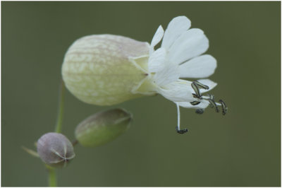 Blaassilene - Silene vulgaris