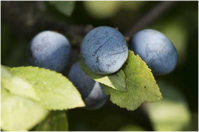 Sleedoorn  - Prunus spinosa