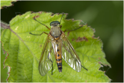 Snavel- of Snipvliegensoort - Rhagio tringarius