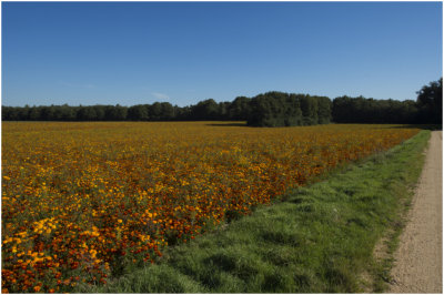 Afrikaantjes - Tagetes