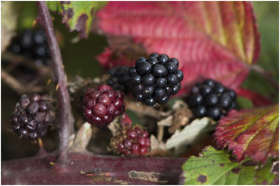 gewone Braam - Rubus fruticosus