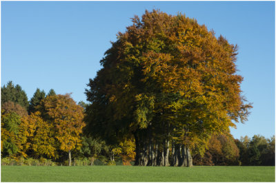 herfstbomen in volle pracht