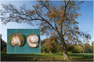 Hickoryboom: witte Bitternoot - Carya ovata