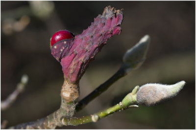 Magnolia kobus