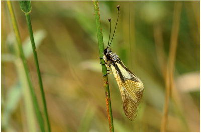 Ascalaphus libelluloides - - Vlinderhaft