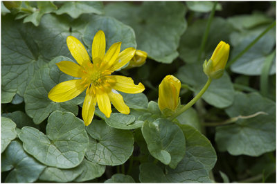 gewoon Speenkruid - Ranunculus ficaria