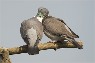 Houtduiven - Columba palumbus