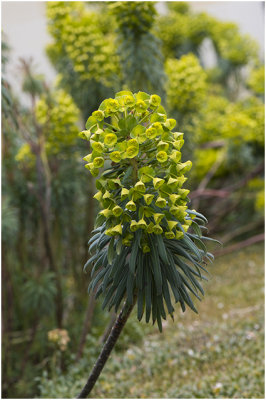 Wolfsmelk - Euphorbia characias 