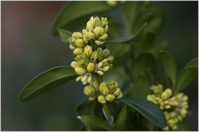 Buxus - Buxaceae spec