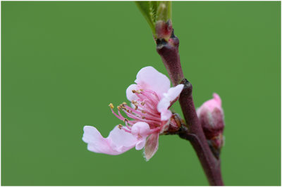Perzikboom - Prunus persica