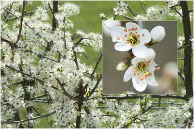 Sleedoorn - Prunus spinosa
