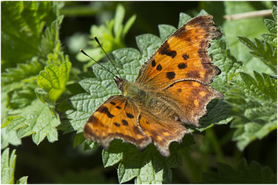 gehakkelde Aurelia - Polygonia c-album