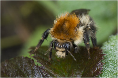 Akkerhommel - Bombus pascuorum