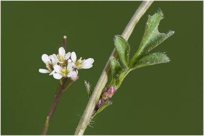 kleine Veldkers - Cardamine hirsuta